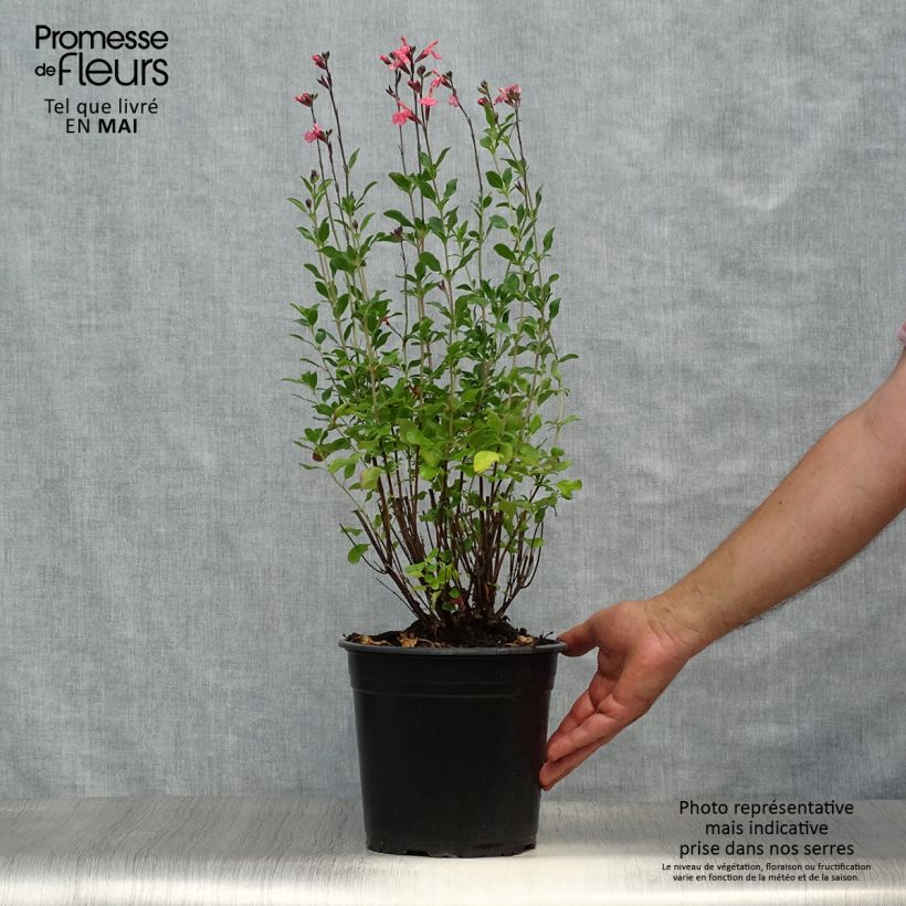 Esimerkki keväällä toimitetusta Keijunsalvia Pluenn Ruukku 4L / 5L-taimesta