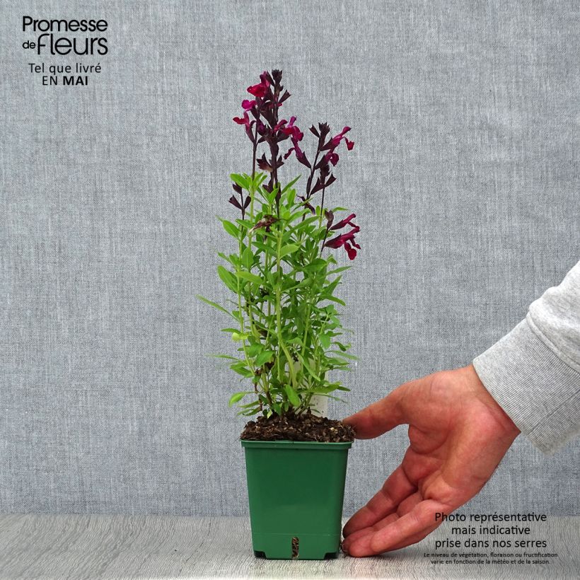 Esimerkki keväällä toimitetusta Syyssalvia Mirage Burgundy Godet de 8/9 cm-taimesta