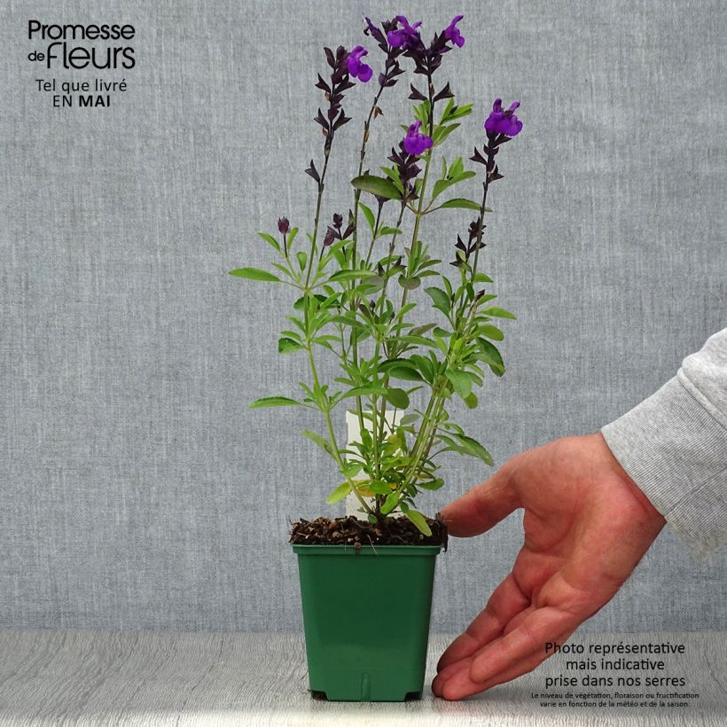 Esimerkki keväällä toimitetusta Syyssalvia Mirage Violet Taimiruukku 8/9 cm-taimesta