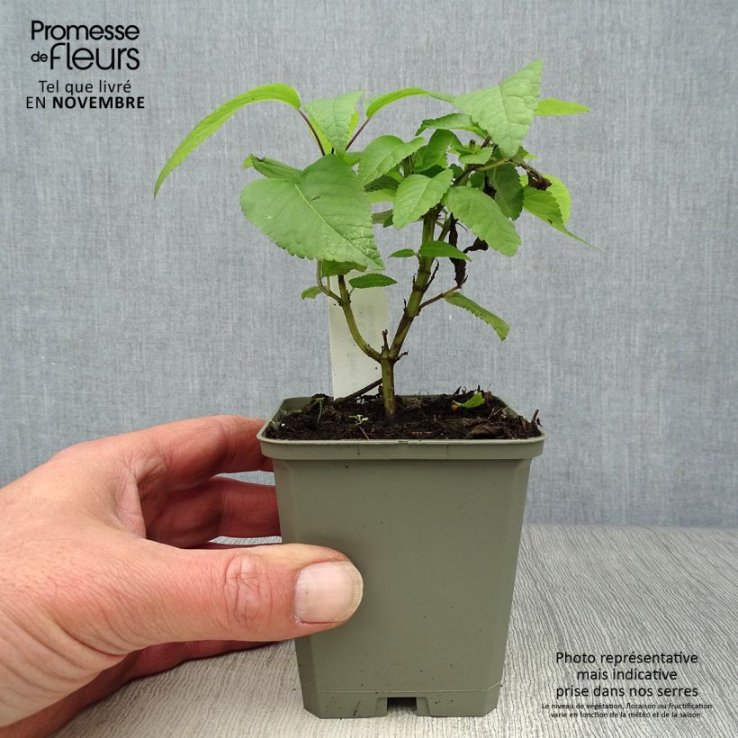Esimerkki syksyllä toimitetusta Keijunsalvia Black and Blue 7/8 cm taimiruukku-taimesta