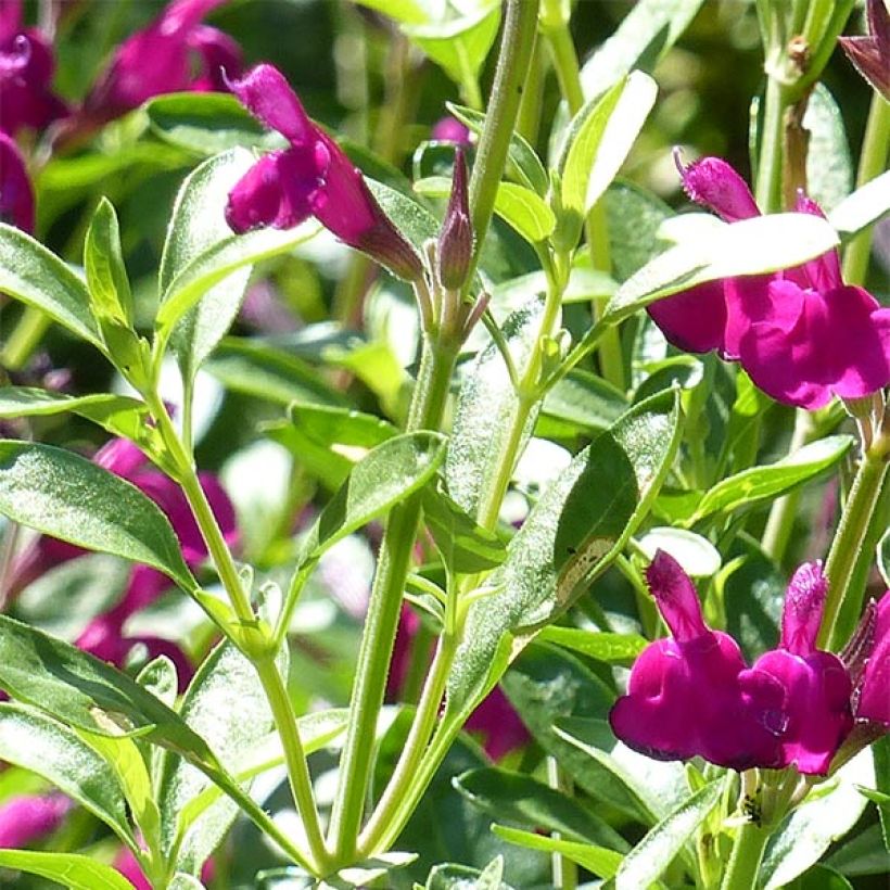 Keijunsalvia Raspberry Royal (Lehvistö)