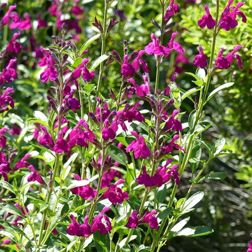 Keijunsalvia Raspberry Royal (Kukinta)
