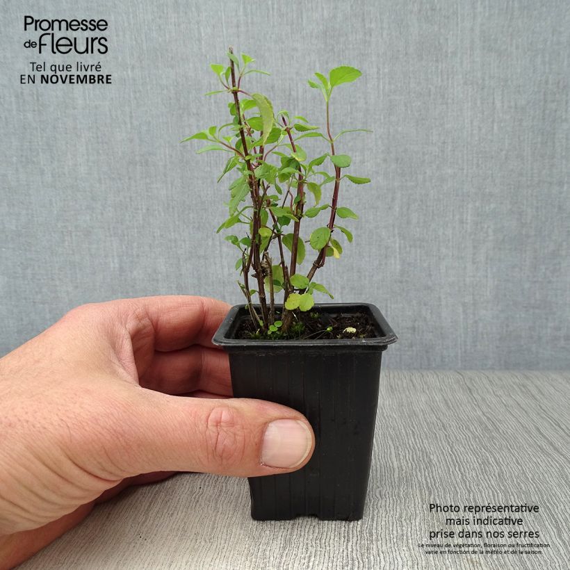 Esimerkki syksyllä toimitetusta Keijunsalvia Hot Lips 7/8 cm taimiruukku-taimesta