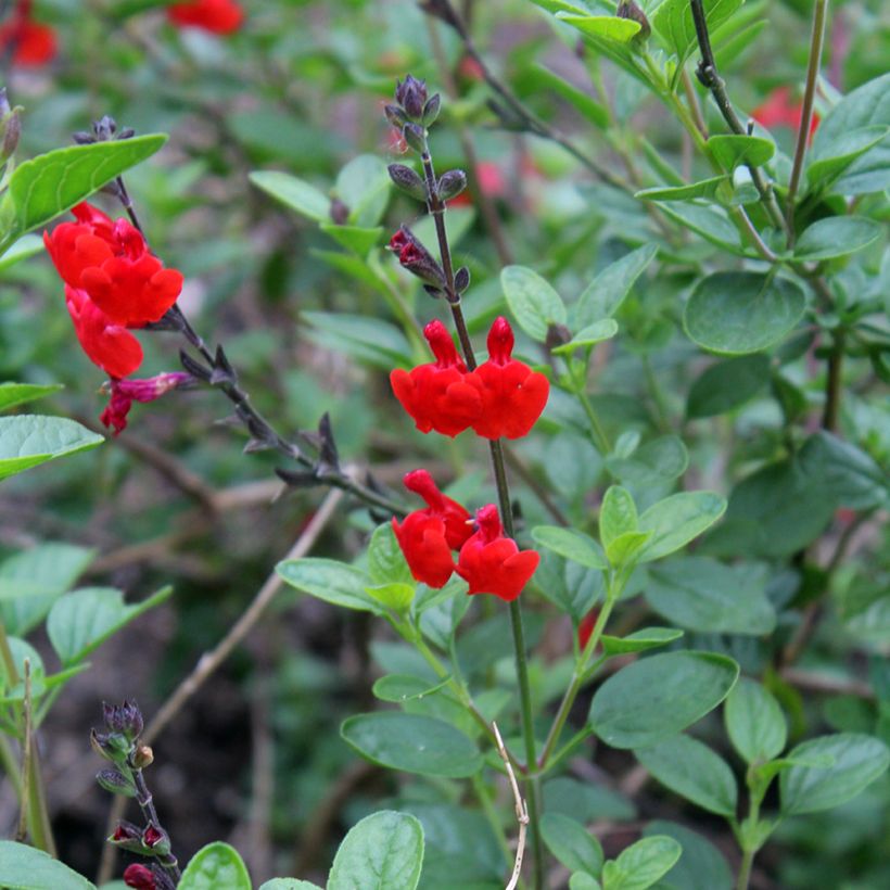 Keijunsalvia Royal Bumble (Kukinta)