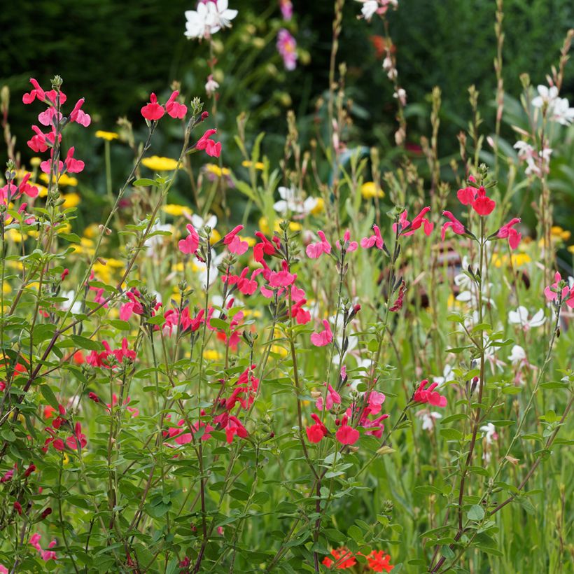 Keijunsalvia - Salvia microphylla grahamii (Kasvutapa)