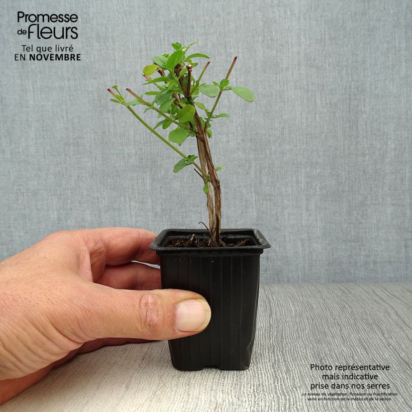 Esimerkki syksyllä toimitetusta Keijunsalvia - Salvia microphylla grahamii 7/8 cm taimiruukku-taimesta