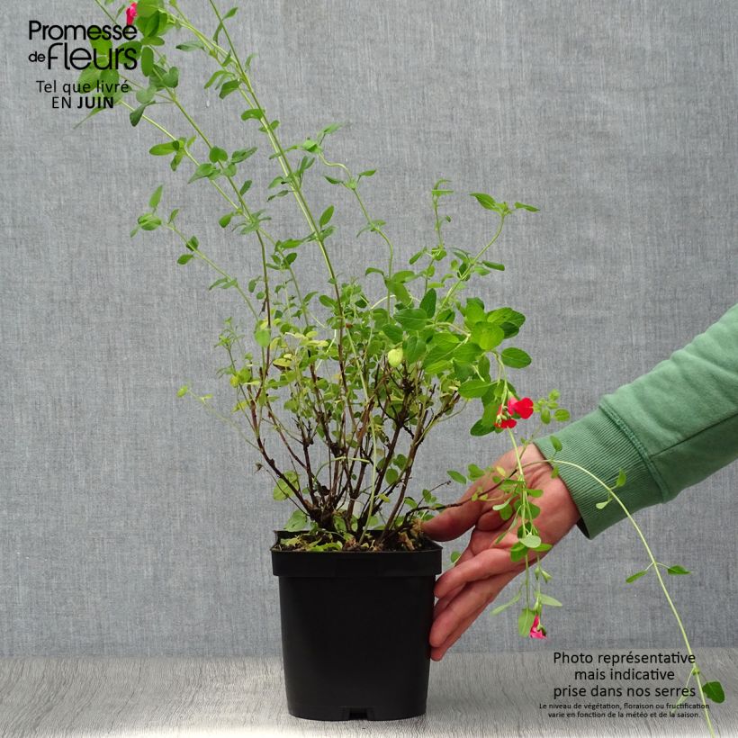 Esimerkki kesällä toimitetusta Keijunsalvia - Salvia microphylla grahamii Ruukku 2L / 3L-taimesta