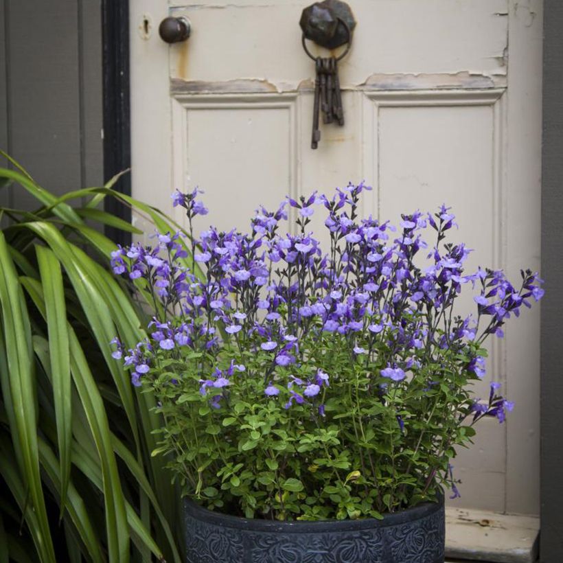 Keijunsalvia SO Cool Pale Blue (Kasvutapa)