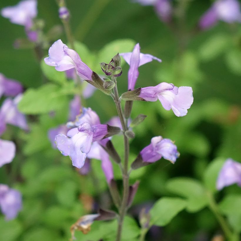 Keijunsalvia SO Cool Pale Blue (Kukinta)