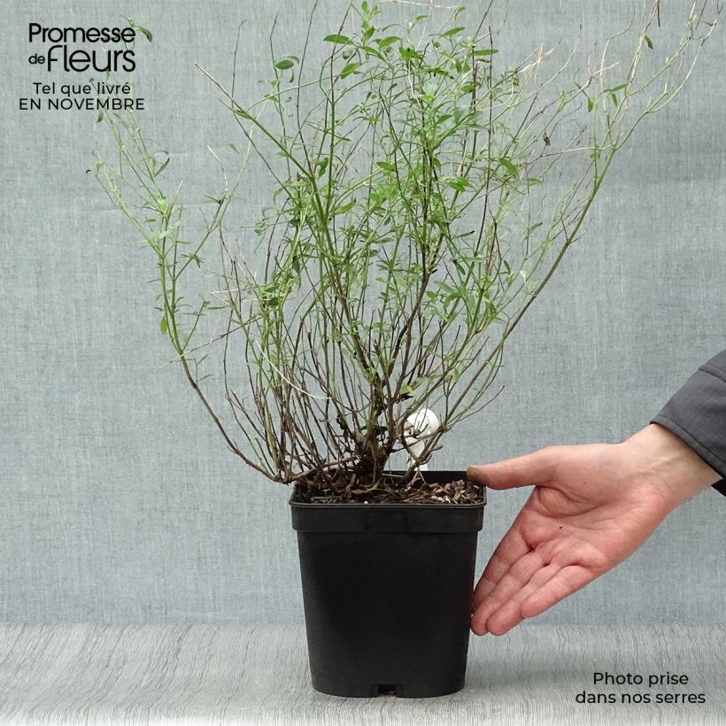 Esimerkki syksyllä toimitetusta Keijunsalvia Victoria Blue Pot de 2L/3L-taimesta