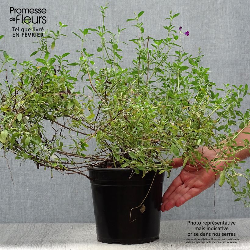 Esimerkki syksyllä toimitetusta Keijunsalvia Violette de Loire 4 litran/5 litran ruukku-taimesta