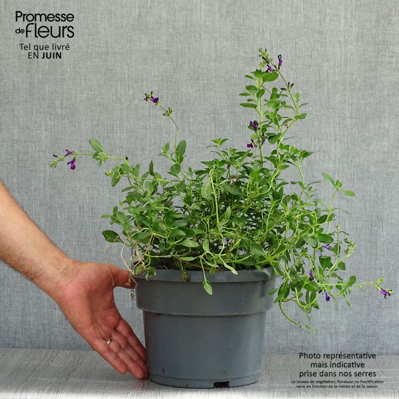 Esimerkki kesällä toimitetusta Keijunsalvia Violette de Loire Ruukku 4L / 5L-taimesta