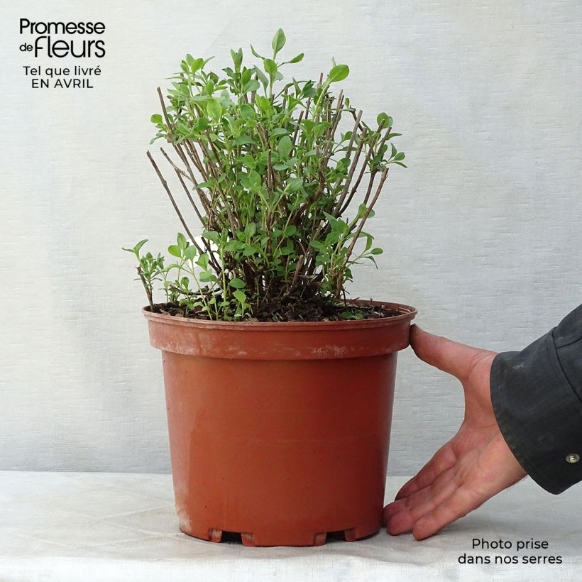 Example of Keijunsalvia Violette de Loire Pot de 4L/5L as you get in printemps