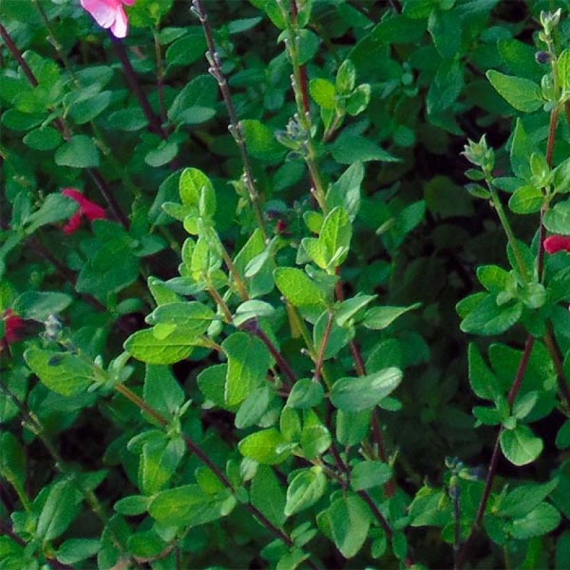 Keijunsalvia - Salvia microphylla grahamii (Lehvistö)
