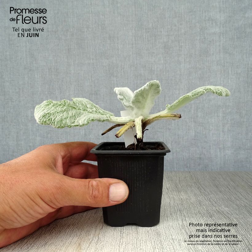 Esimerkki kesällä toimitetusta Keijunsalvia - Salvia argentea Godet de 8/9 cm-taimesta