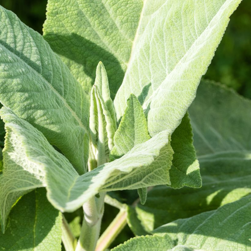 Keijunsalvia - Salvia coahuilensis (Lehvistö)