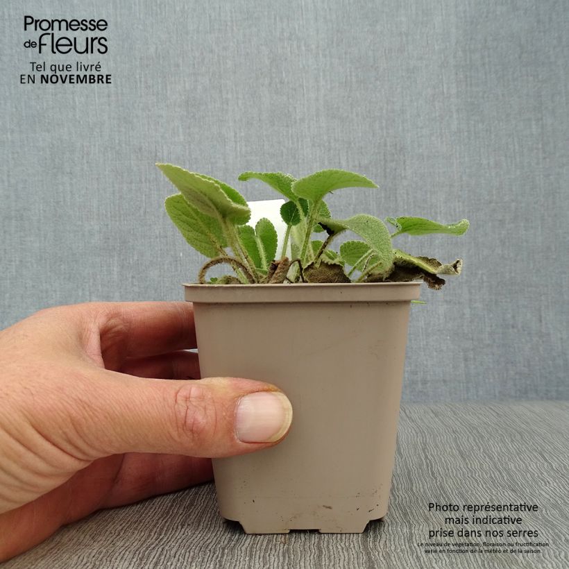 Esimerkki syksyllä toimitetusta Paloyrti - Phlomis samia 8/9 cm taimiruukku-taimesta