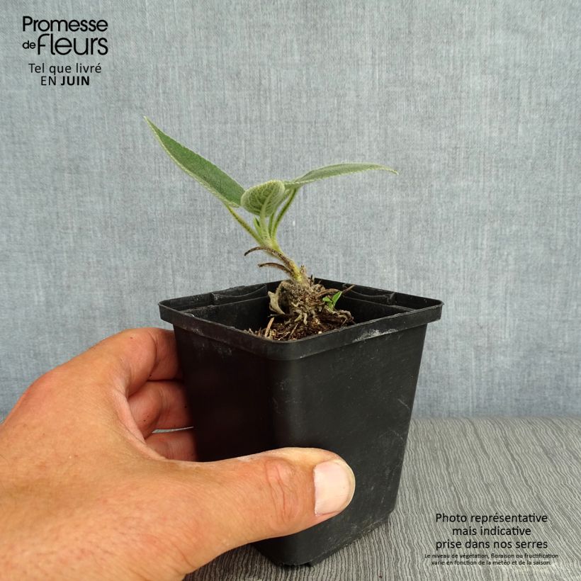 Esimerkki kesällä toimitetusta Paloyrti - Phlomis samia Godet de 8/9 cm-taimesta
