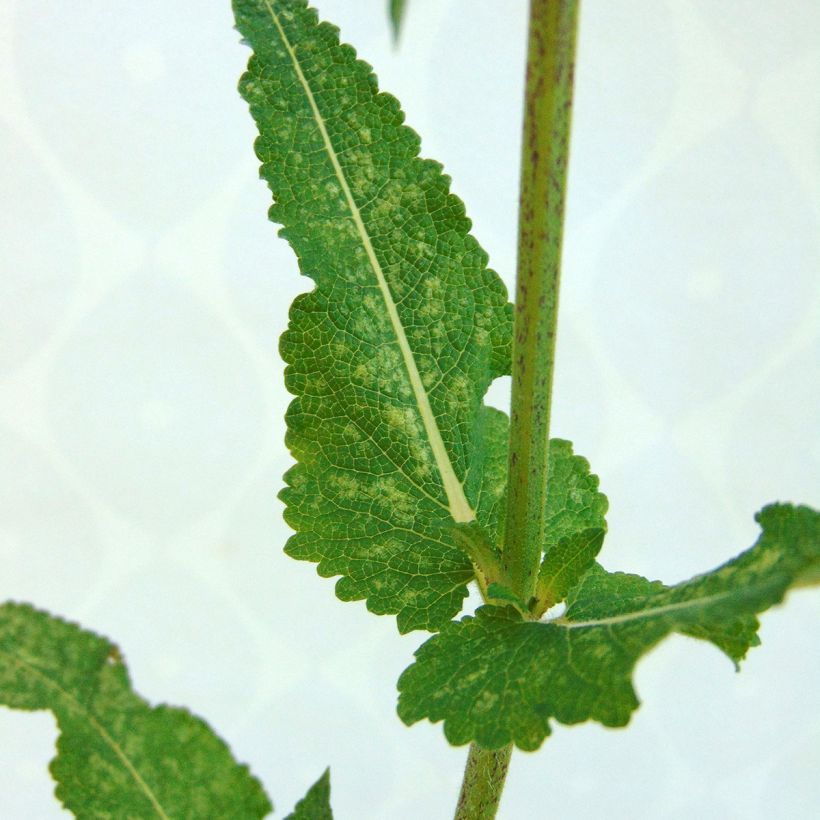 Lehtosalvia Viola Klose (Lehvistö)