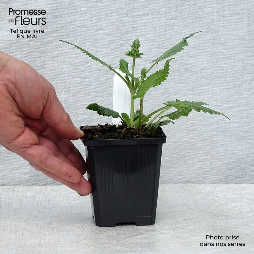 Esimerkki keväällä toimitetusta Lehtosalvia Viola Klose Taimiruukku 8/9 cm-taimesta