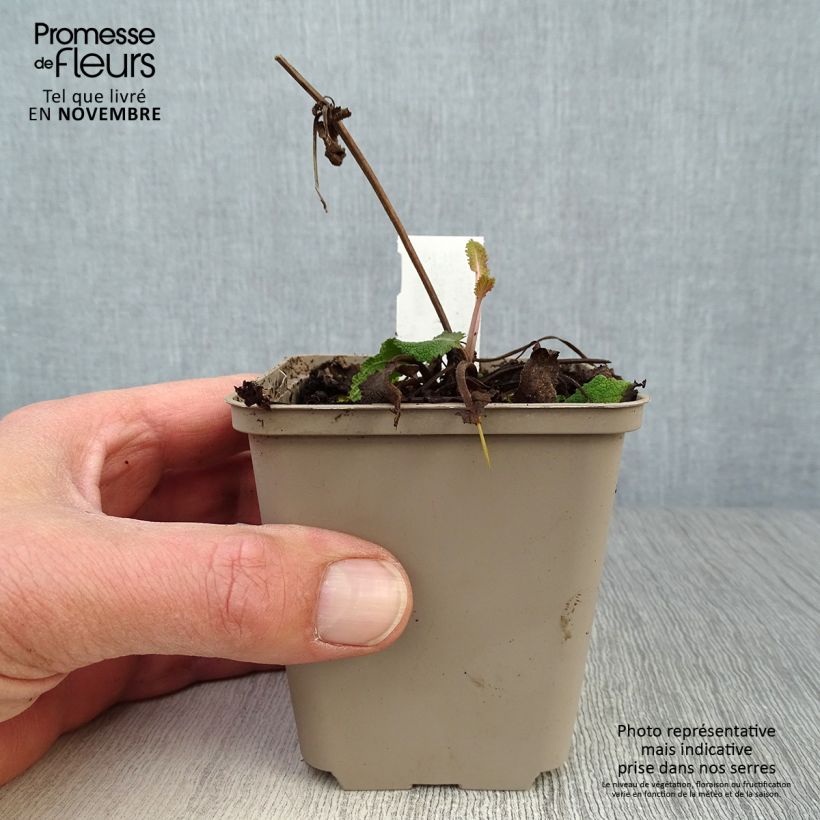 Esimerkki syksyllä toimitetusta Lehtosalvia Viola Klose 8/9 cm taimiruukku-taimesta