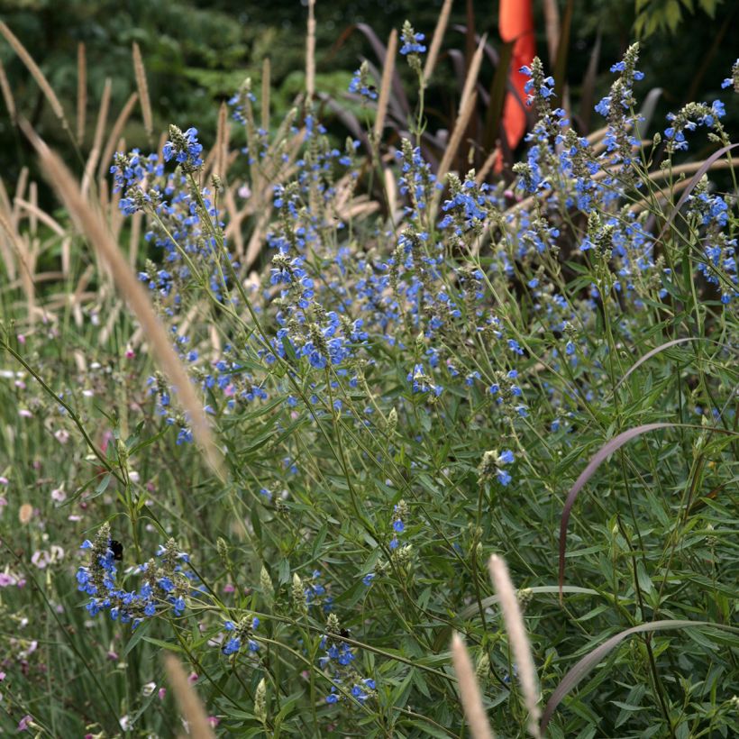 Keijunsalvia - Salvia uliginosa (Kasvutapa)
