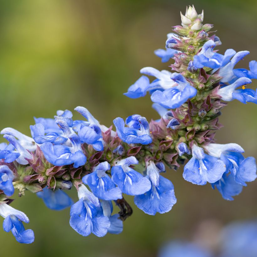 Keijunsalvia - Salvia uliginosa (Kukinta)