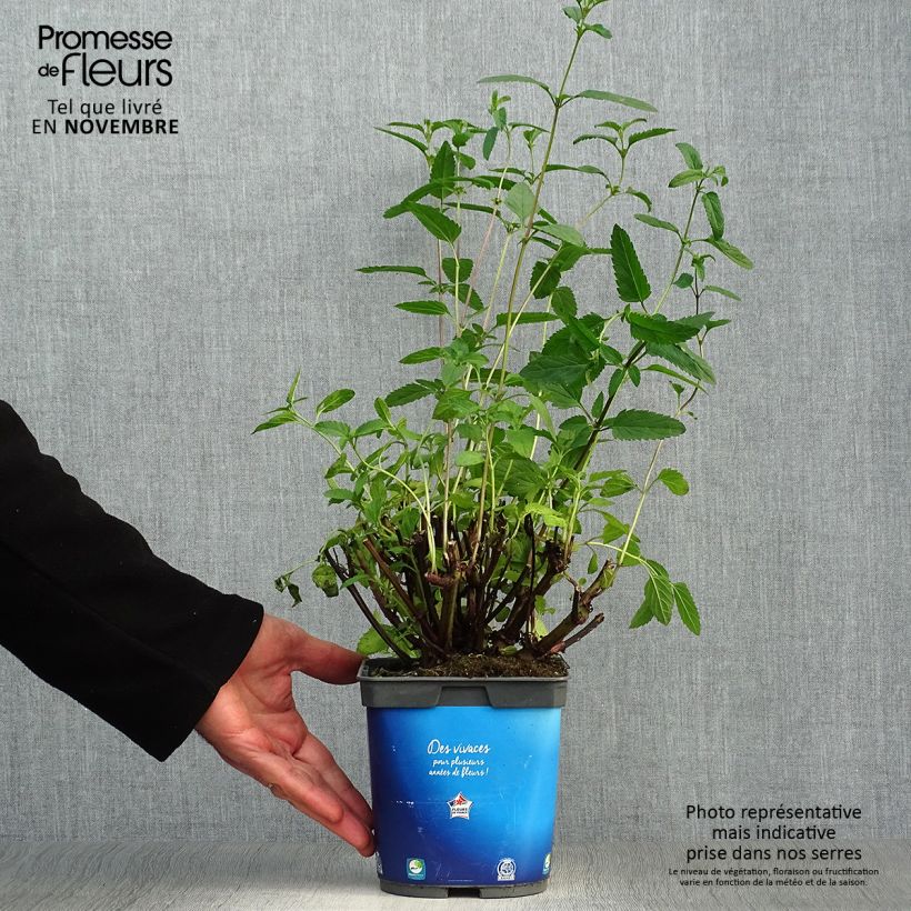 Esimerkki syksyllä toimitetusta Keijunsalvia - Salvia uliginosa 2 litran/3 litran ruukku-taimesta
