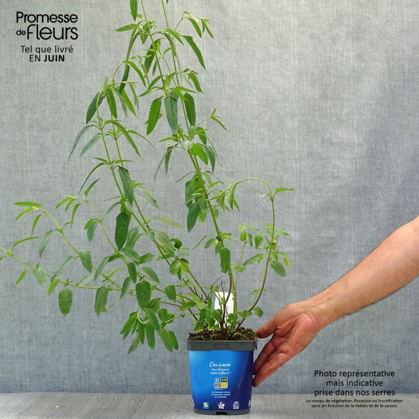 Esimerkki kesällä toimitetusta Keijunsalvia - Salvia uliginosa Pot de 2L/3L-taimesta