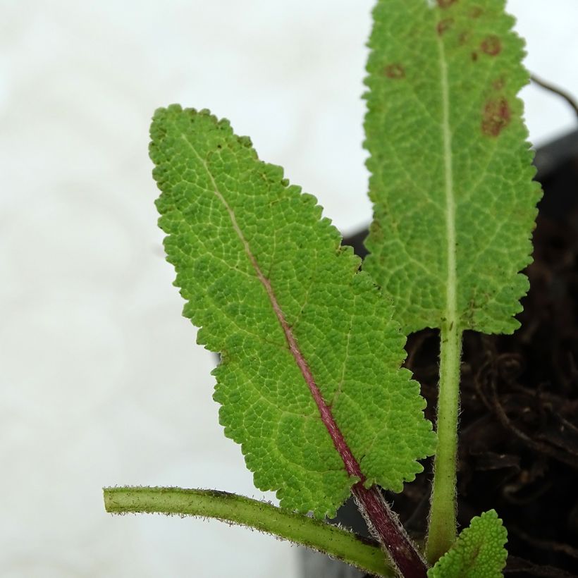 Niittysalvia Pink Delight (Lehvistö)