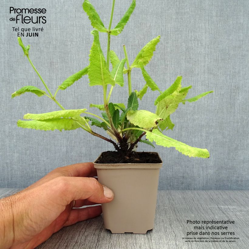 Esimerkki kesällä toimitetusta Niittysalvia Pink Delight Godet de 8/9 cm-taimesta