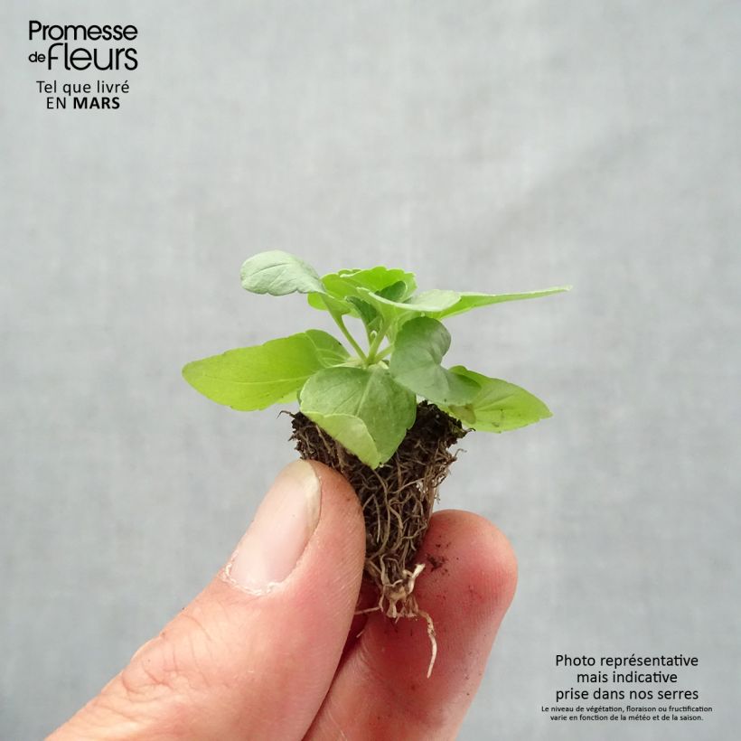 Esimerkki keväällä toimitetusta Härmesalvia Saga Jardimotte : motte 3,8 cm x 3,2 cm en plaque de culture par 16-taimesta