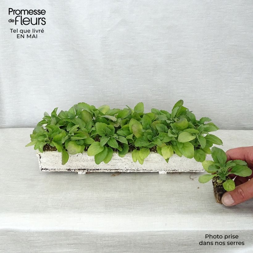 Esimerkki keväällä toimitetusta Härmesalvia Victoria Blue Jardimotte : motte 3,8 cm x 3,2 cm en plaque de culture par 16-taimesta