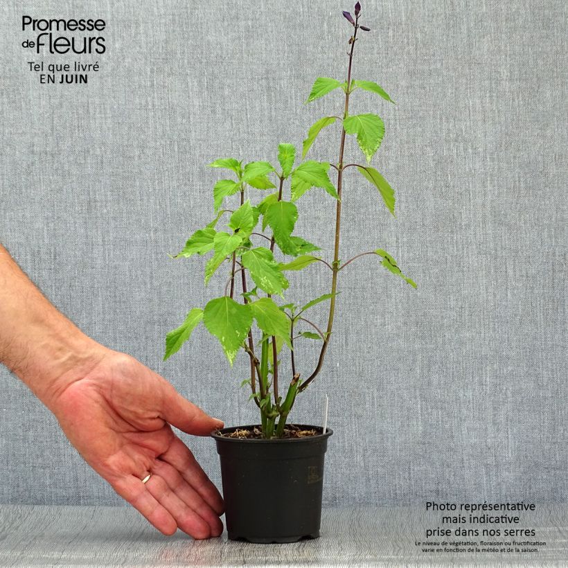Esimerkki kesällä toimitetusta Keijunsalvia Amistad Taimiruukku 8/9 cm-taimesta