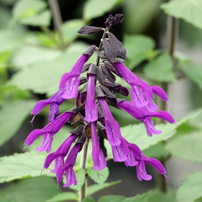 Keijunsalvia Amistad (Kukinta)