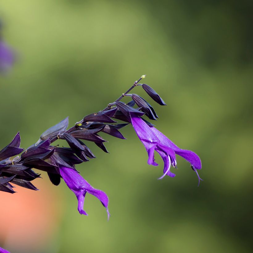 Keijunsalvia Amistad (Kukinta)
