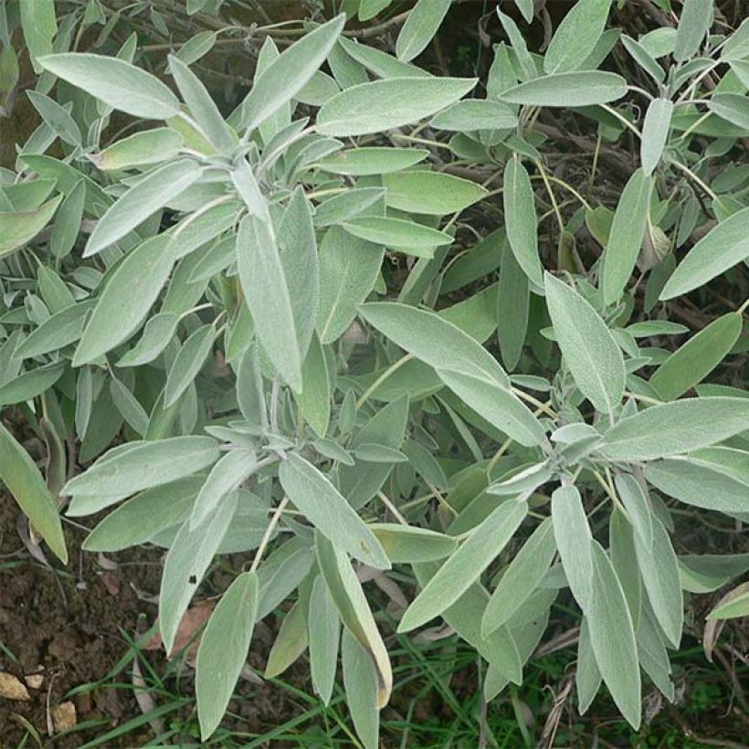 Ryytisalvia - Salvia officinalis (Lehvistö)