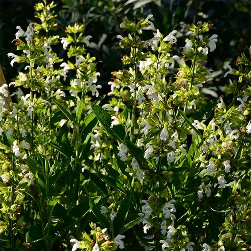 Ryytisalvia Albiflora (Kasvutapa)
