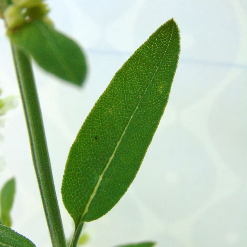 Ryytisalvia Albiflora (Lehvistö)