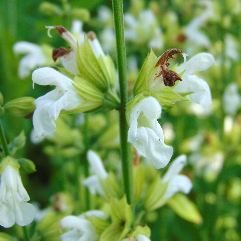 Ryytisalvia Albiflora (Kukinta)