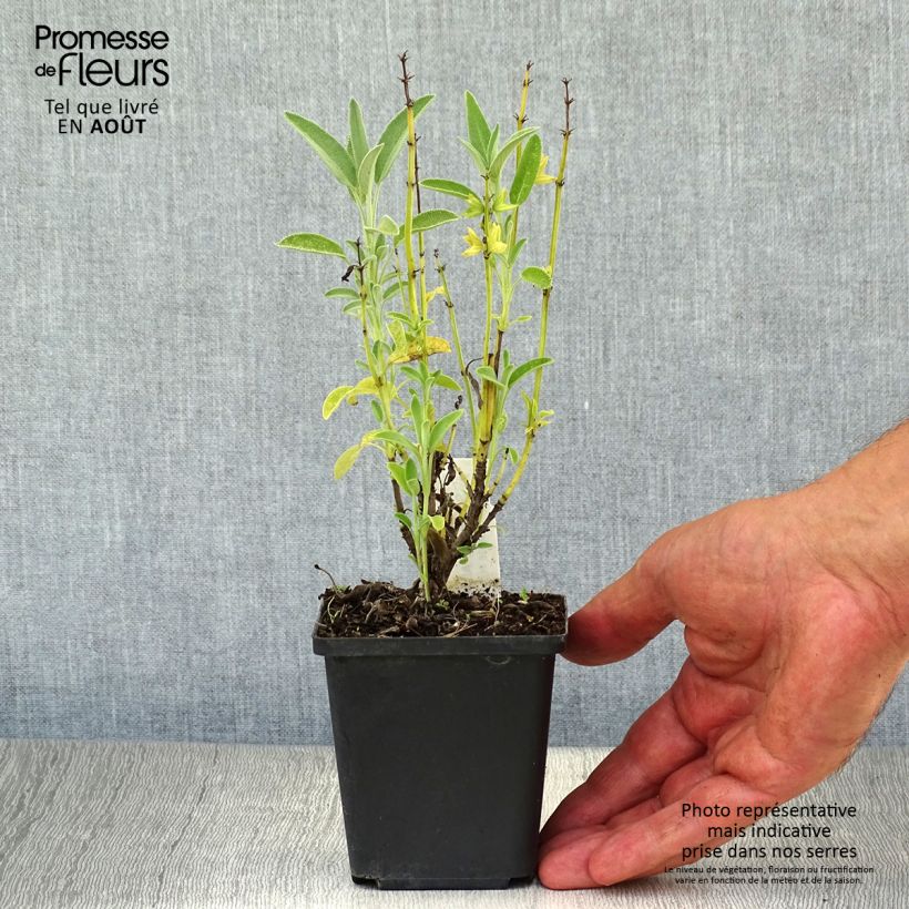 Esimerkki kesällä toimitetusta Ryytisalvia Albiflora Taimiruukku 8/9 cm-taimesta