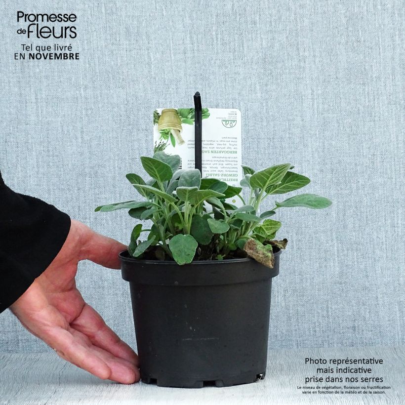 Esimerkki syksyllä toimitetusta Ryytisalvia Berggarten 1,5 litran / 2 litran kannu-taimesta