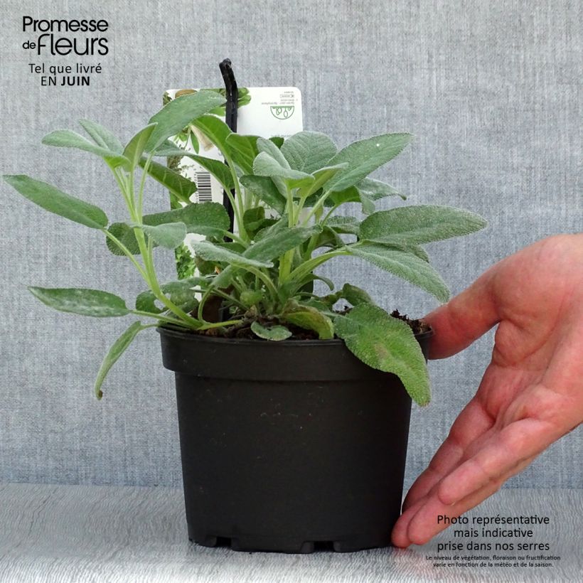 Esimerkki kesällä toimitetusta Ryytisalvia Berggarten Ruukku 1,5L / 2L-taimesta