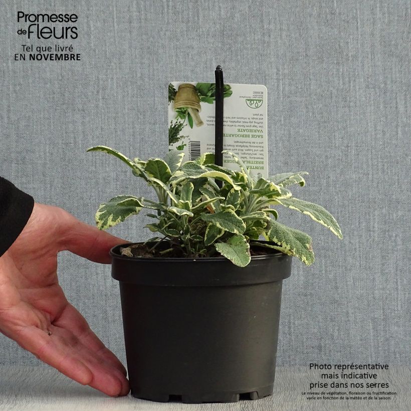 Esimerkki syksyllä toimitetusta Ryytisalvia Berggarten Variegated 1,5 litran / 2 litran kannu-taimesta