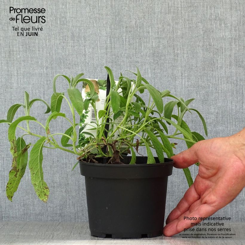 Esimerkki kesällä toimitetusta Ryytisalvia Elephant Ear 1,5 litran / 2 litran kannu-taimesta