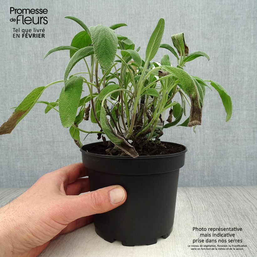 Esimerkki talvella toimitetusta Ryytisalvia Elephant Ear 1,5 litran / 2 litran kannu-taimesta