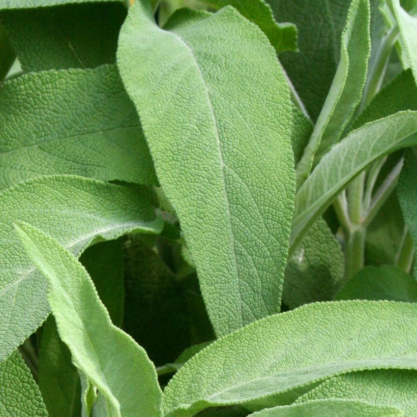 Ryytisalvia Elephant Ear (Lehvistö)