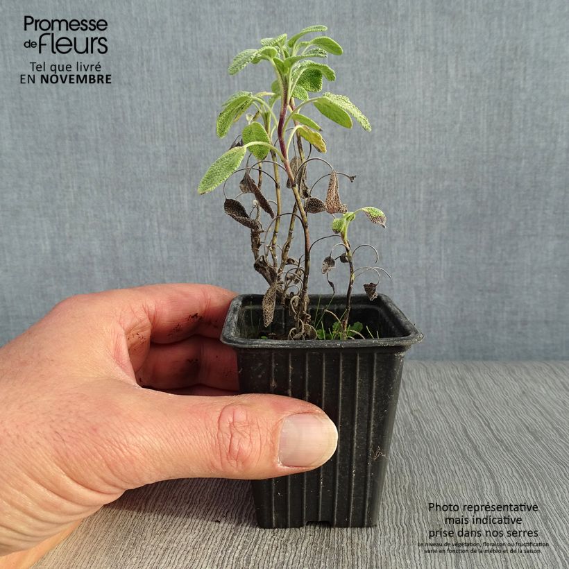 Esimerkki syksyllä toimitetusta Ryytisalvia Aurea 7/8 cm taimiruukku-taimesta