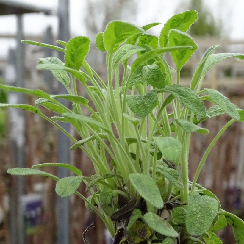Ryytisalvia Aurea (Kasvutapa)