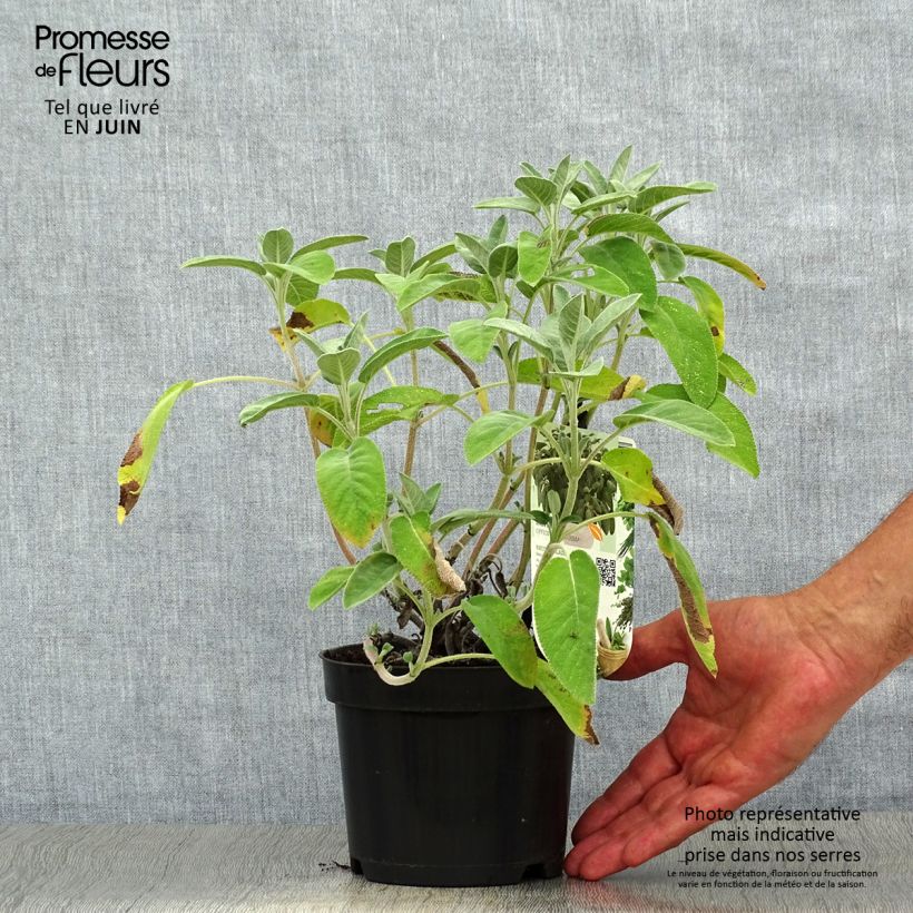 Esimerkki kesällä toimitetusta Sauge officinale Maxima - Salvia officinalis Pot de 1,5L/2L-taimesta